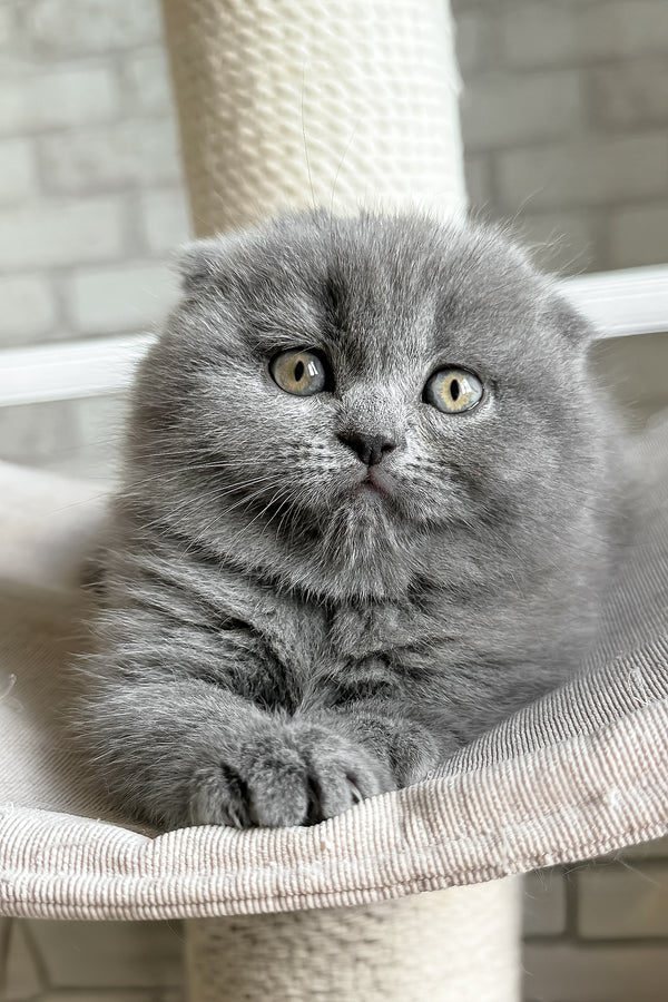 Nora | Scottish Fold Kitten
