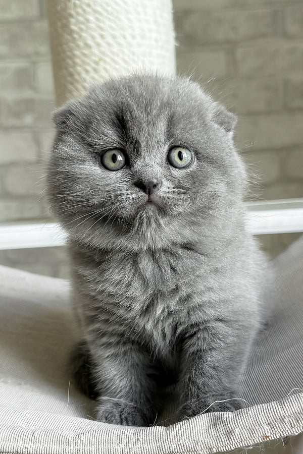 Nora | Scottish Fold Kitten