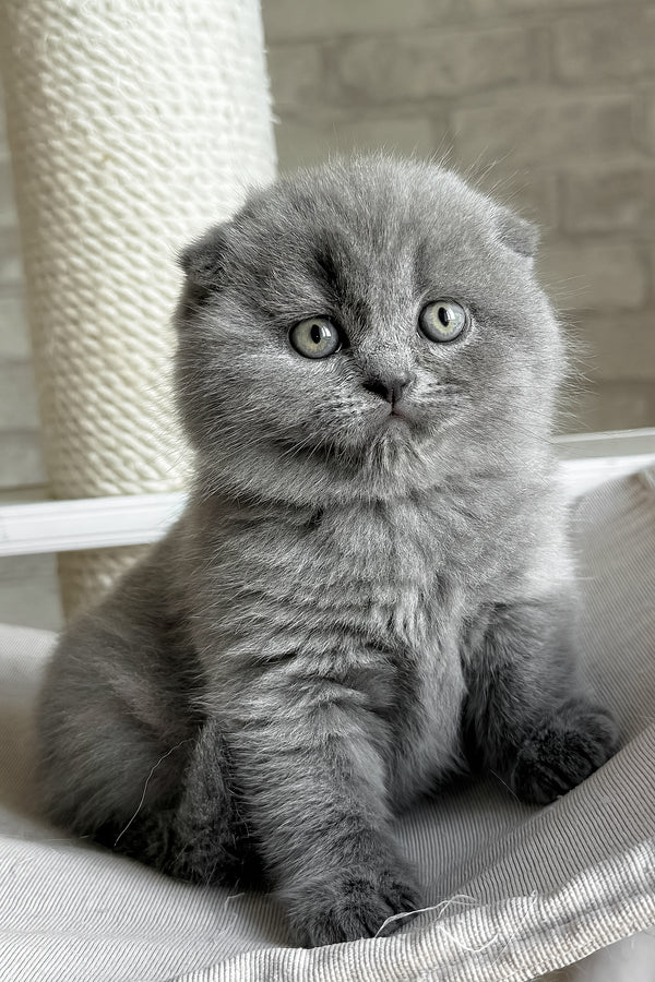 Nora | Scottish Fold Kitten