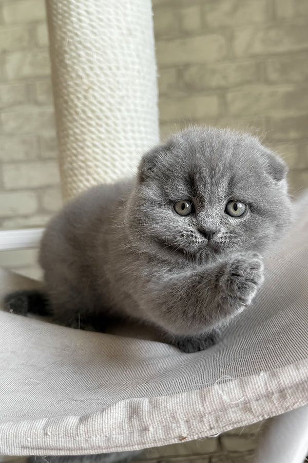Nora | Scottish Fold Kitten