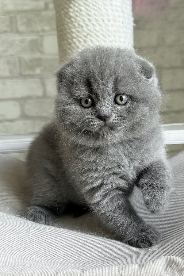 Nora | Scottish Fold Kitten