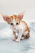 Norbert | Oriental Shorthair Kitten