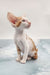 Norbert | Oriental Shorthair Kitten