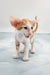 Norbert | Oriental Shorthair Kitten