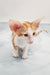 Norbert | Oriental Shorthair Kitten