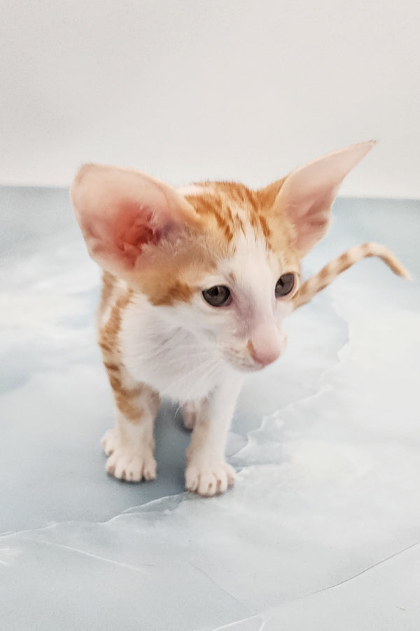 Norbert | Oriental Shorthair Kitten