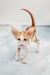 Norbert | Oriental Shorthair Kitten