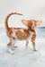 Norbert | Oriental Shorthair Kitten