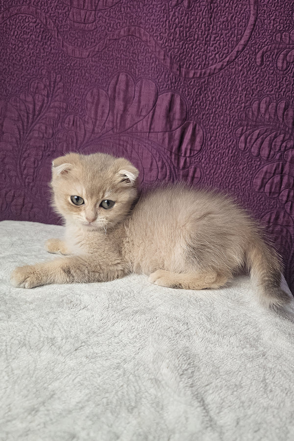 Nord | Scottish Fold Kitten