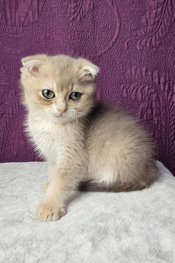 Nord | Scottish Fold Kitten