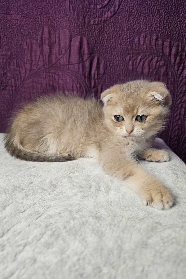 Nord | Scottish Fold Kitten