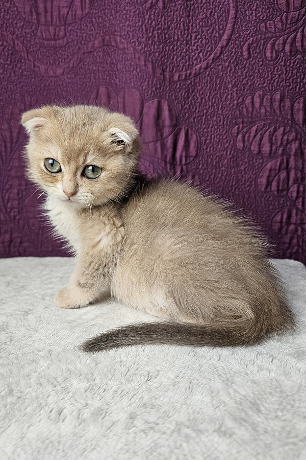 Nord | Scottish Fold Kitten