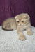 Nord | Scottish Fold Kitten