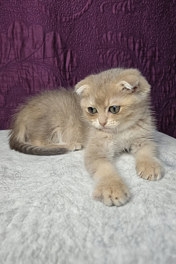 Nord | Scottish Fold Kitten