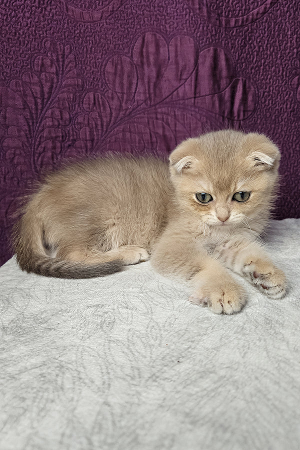 Nord | Scottish Fold Kitten