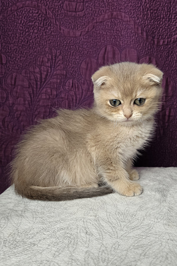 Nord | Scottish Fold Kitten