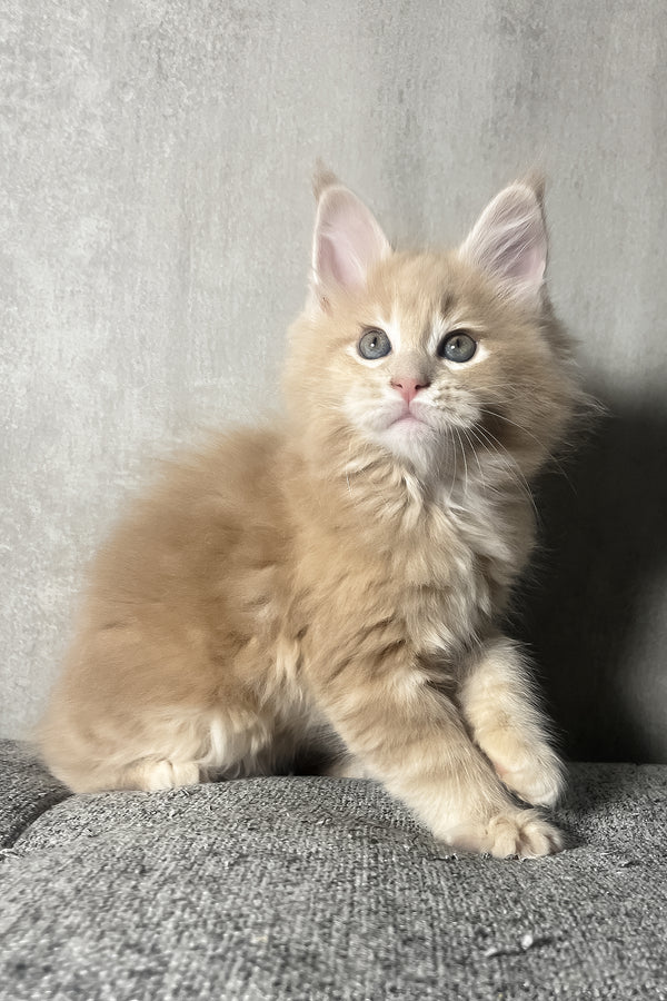 Nord | Maine Coon Kitten