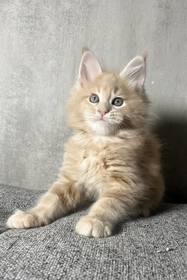 Nord | Maine Coon Kitten