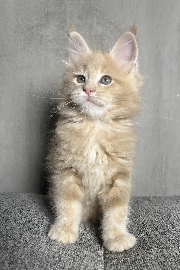 Nord | Maine Coon Kitten
