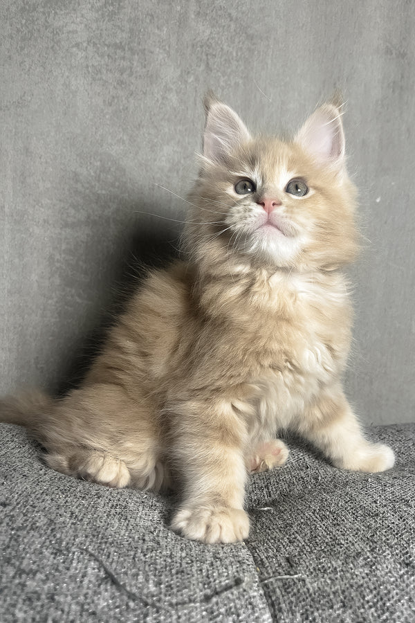 Nord | Maine Coon Kitten