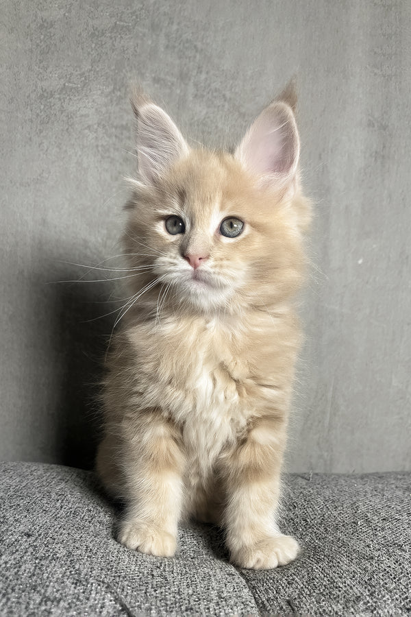 Nord | Maine Coon Kitten