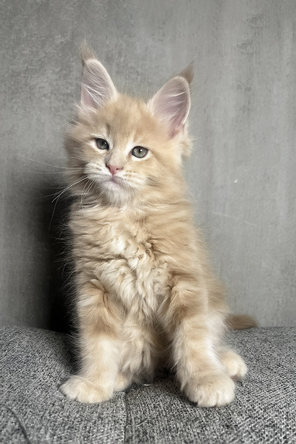 Nord | Maine Coon Kitten
