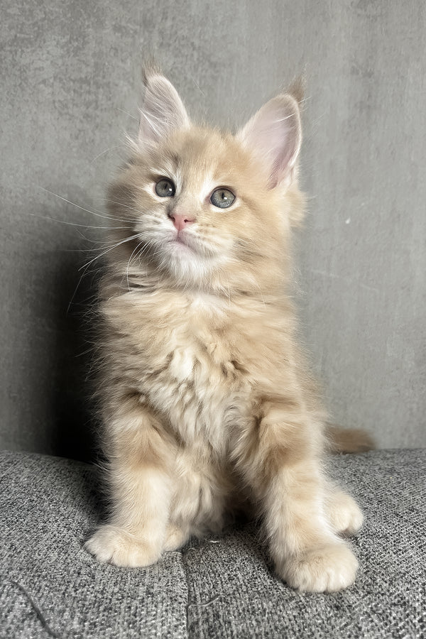 Nord | Maine Coon Kitten