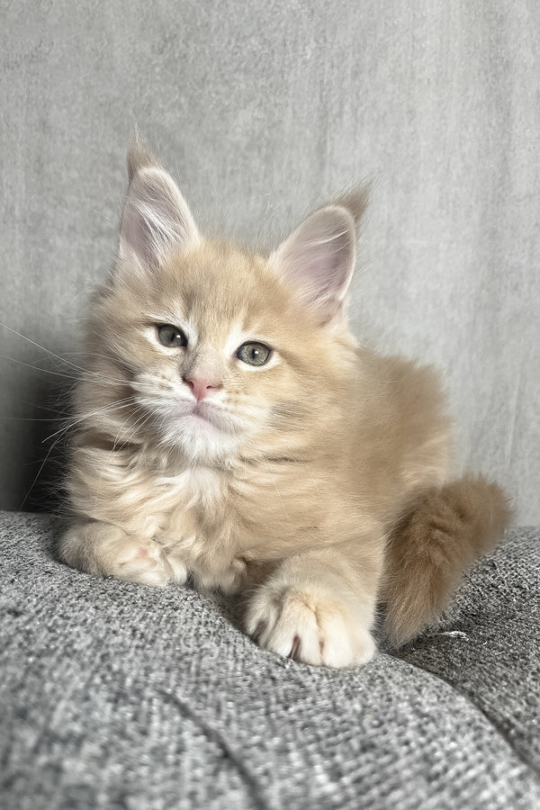 Nord | Maine Coon Kitten