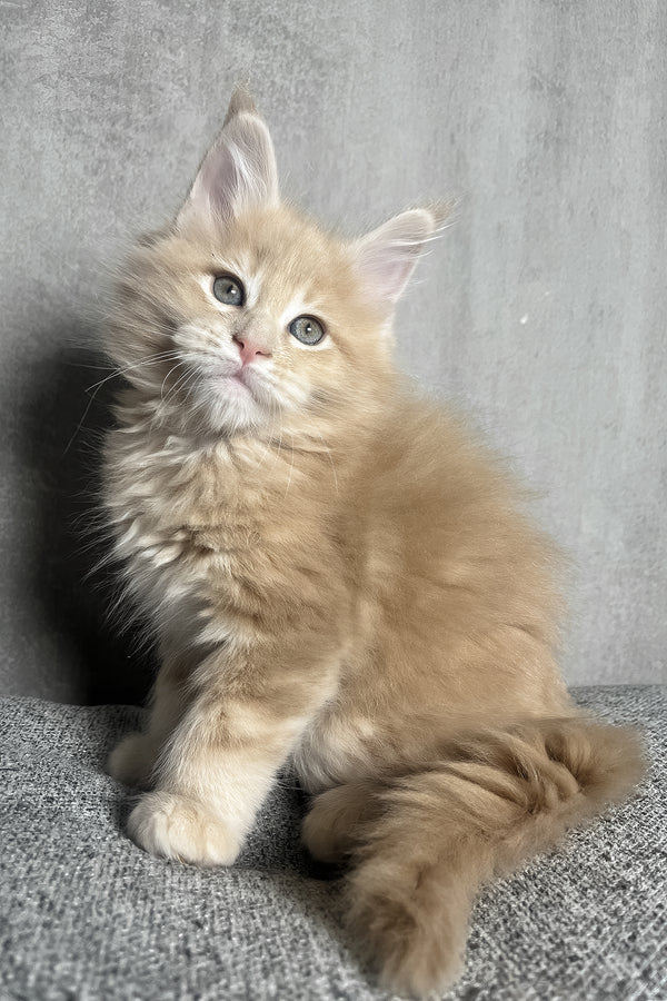 Nord | Maine Coon Kitten
