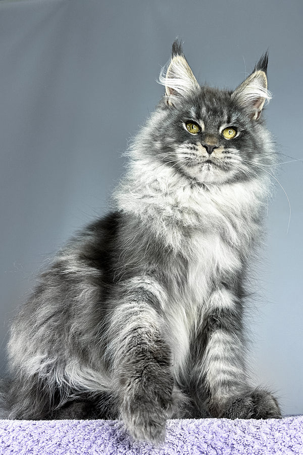 Nordic Wind | Maine Coon Kitten