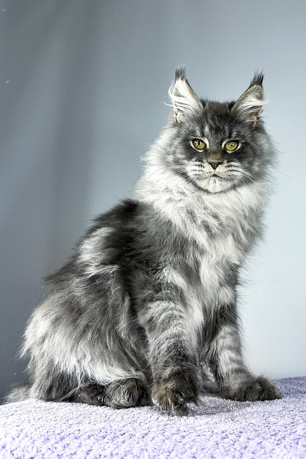 Nordic Wind | Maine Coon Kitten