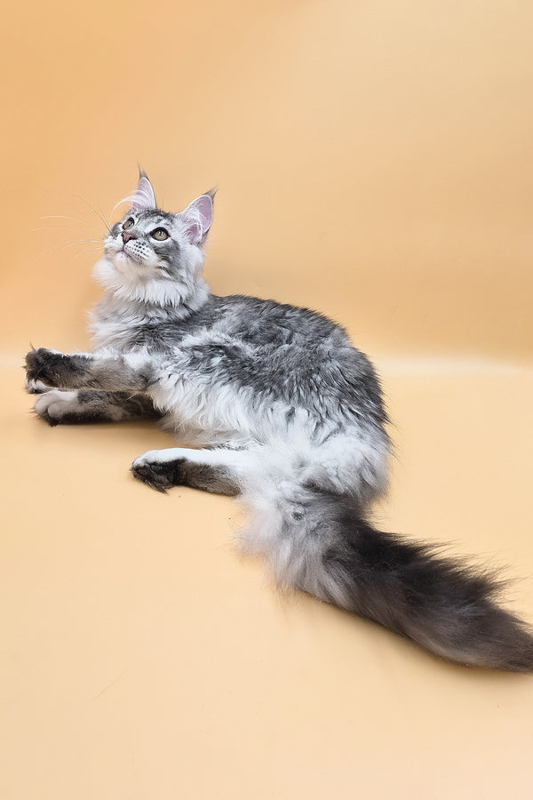 Norton | Maine Coon Kitten