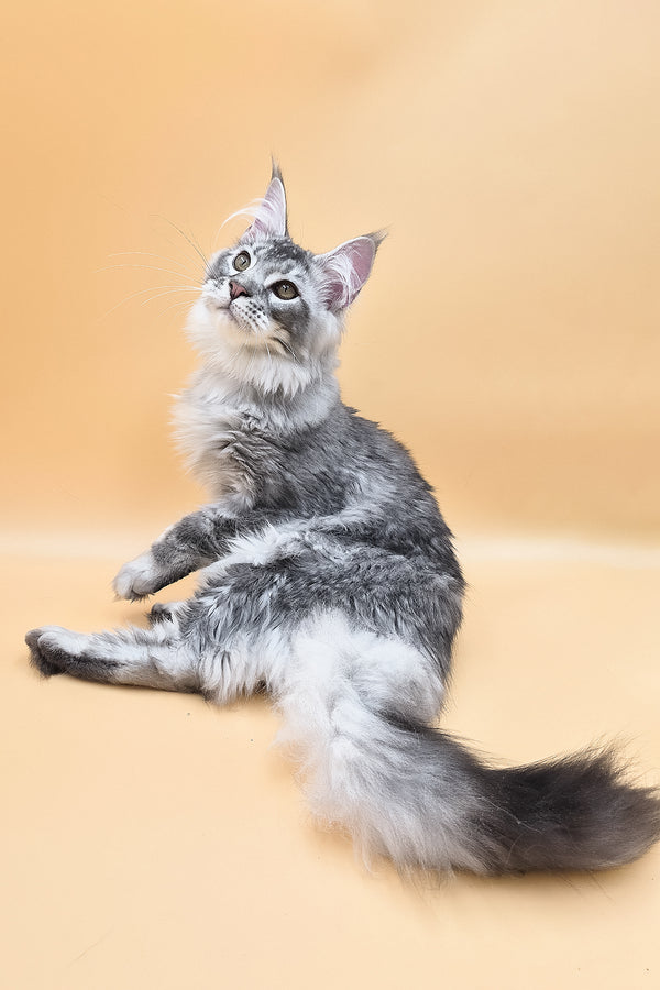 Norton | Maine Coon Kitten