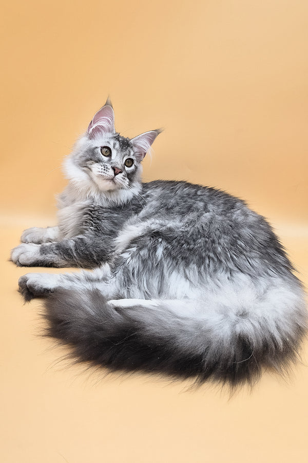 Norton | Maine Coon Kitten