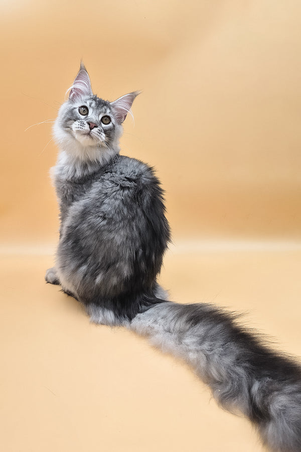 Norton | Maine Coon Kitten