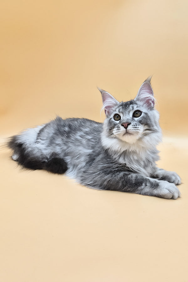 Norton | Maine Coon Kitten