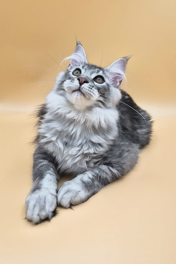 Norton | Maine Coon Kitten