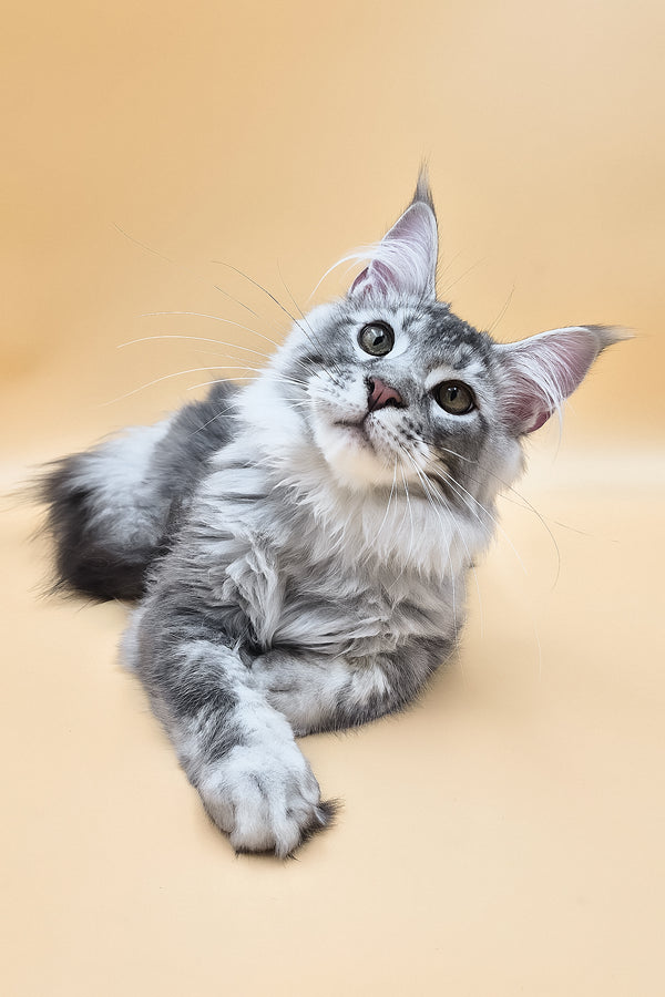 Norton | Maine Coon Kitten