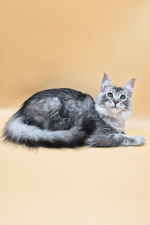 Norton | Maine Coon Kitten