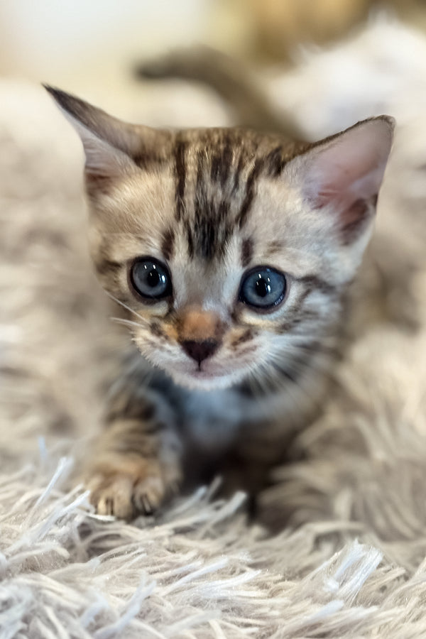 Nova | Bengal Kitten