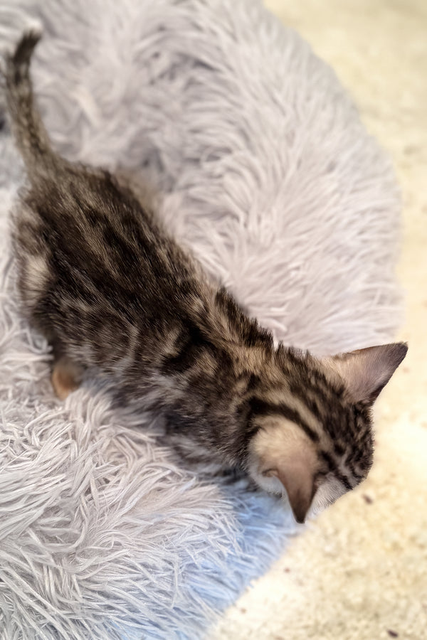 Nova | Bengal Kitten