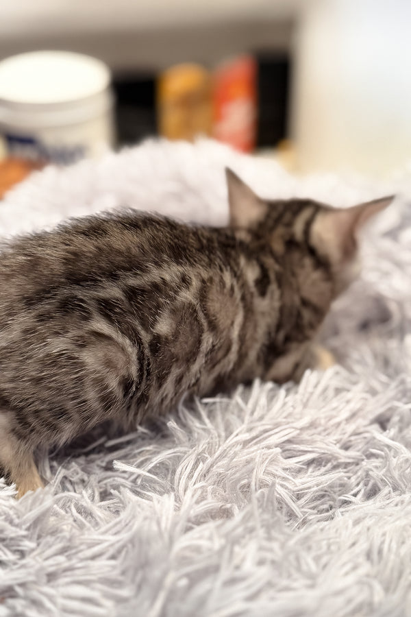 Nova | Bengal Kitten