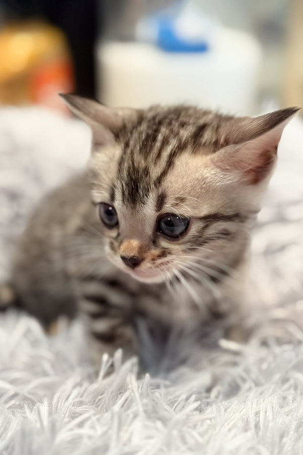Nova | Bengal Kitten