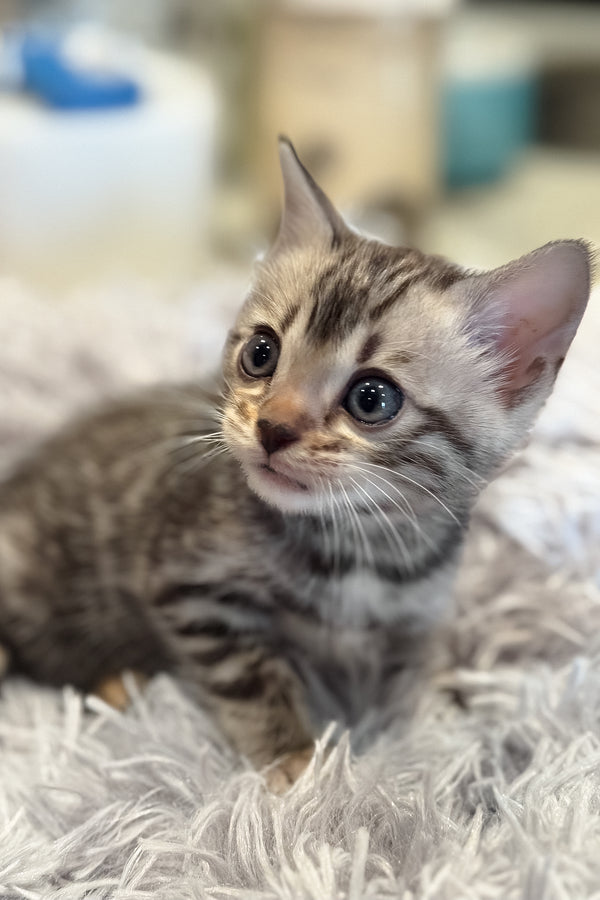 Nova | Bengal Kitten