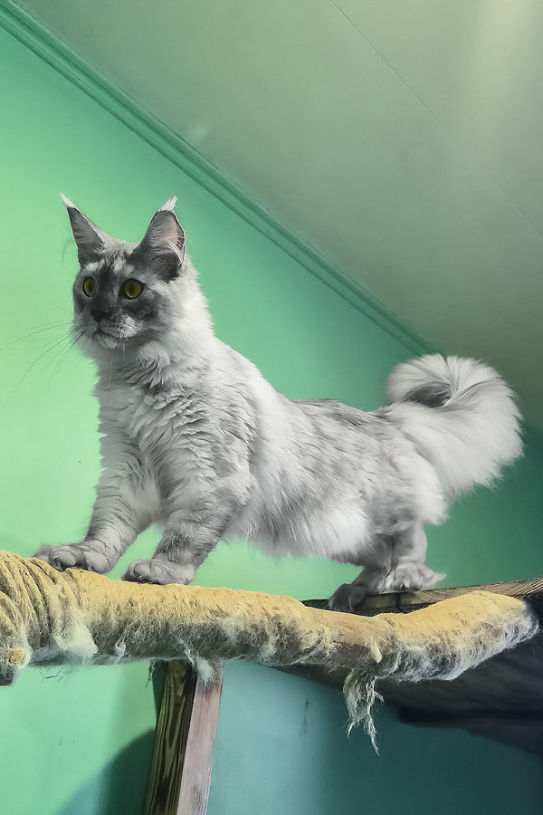 Novella | Maine Coon Kitten