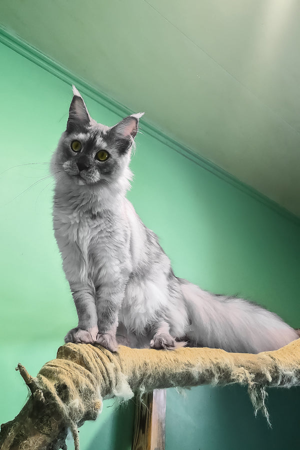 Novella | Maine Coon Kitten