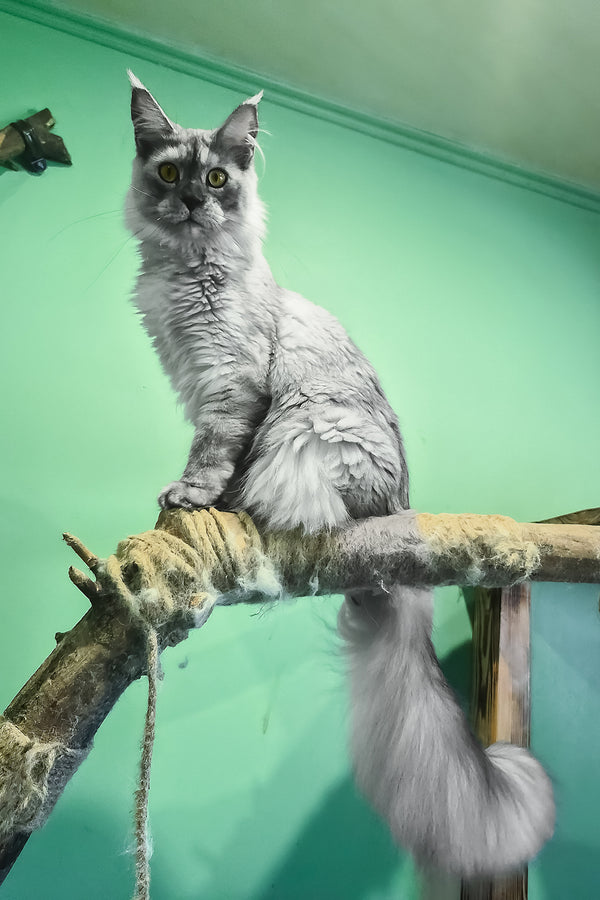 Novella | Maine Coon Kitten