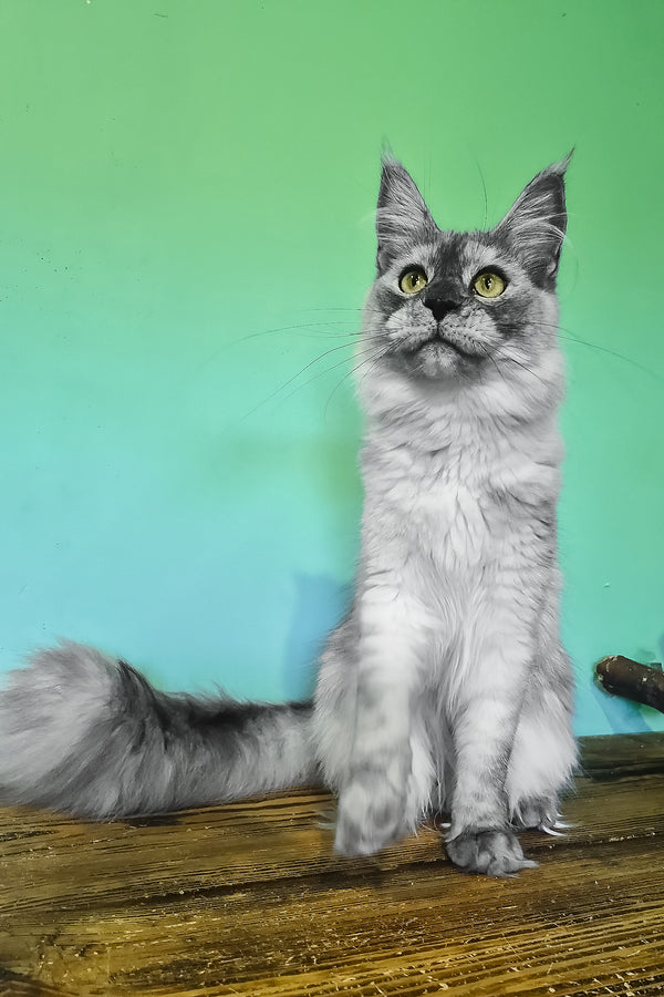 Novella | Maine Coon Kitten