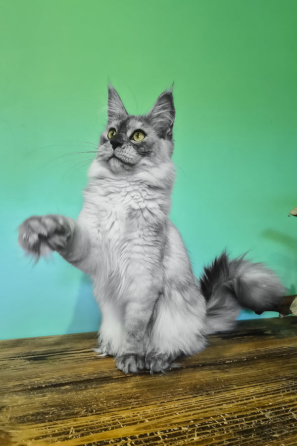 Novella | Maine Coon Kitten
