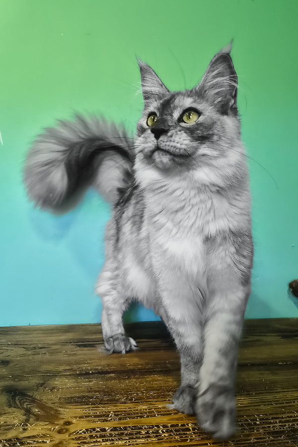 Novella | Maine Coon Kitten